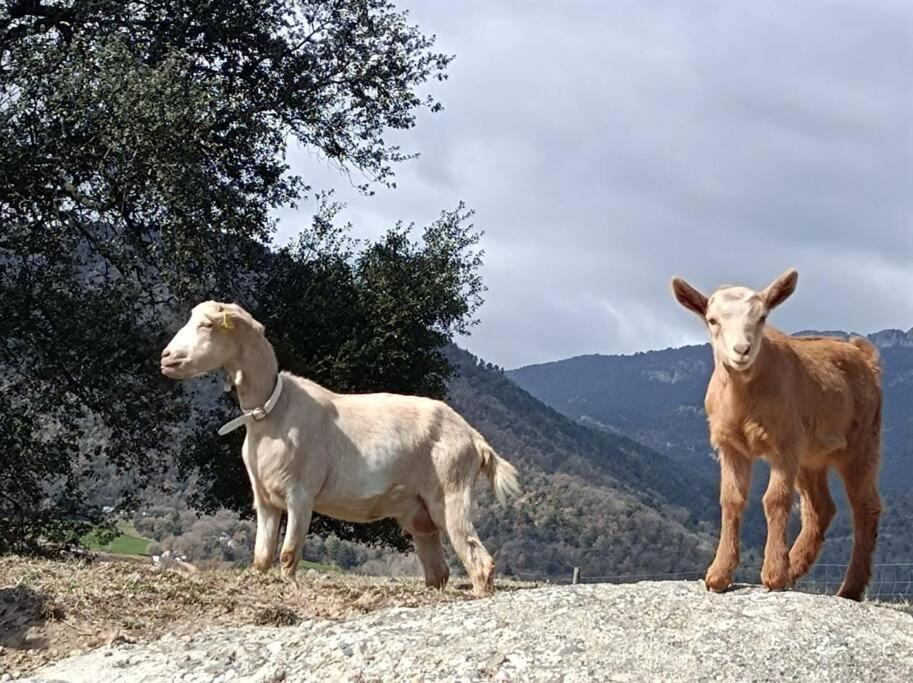 AviáEl Niuet De Cal Cacuet, La Teva Escapada Rural.アパートメント エクステリア 写真