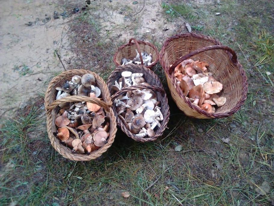 AviáEl Niuet De Cal Cacuet, La Teva Escapada Rural.アパートメント エクステリア 写真